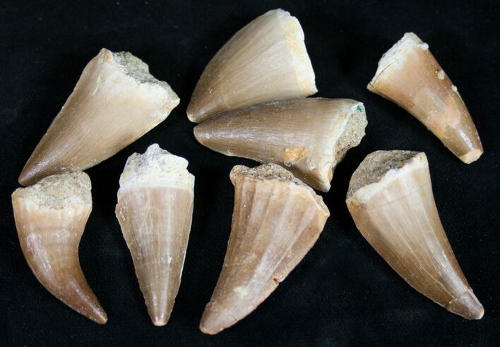 1 1/4" to 1 1/2" Fossil Mosasaur Teeth - Photo 1